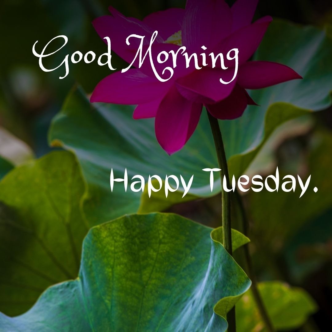 beautiful tuesday images beautiful tuesday images