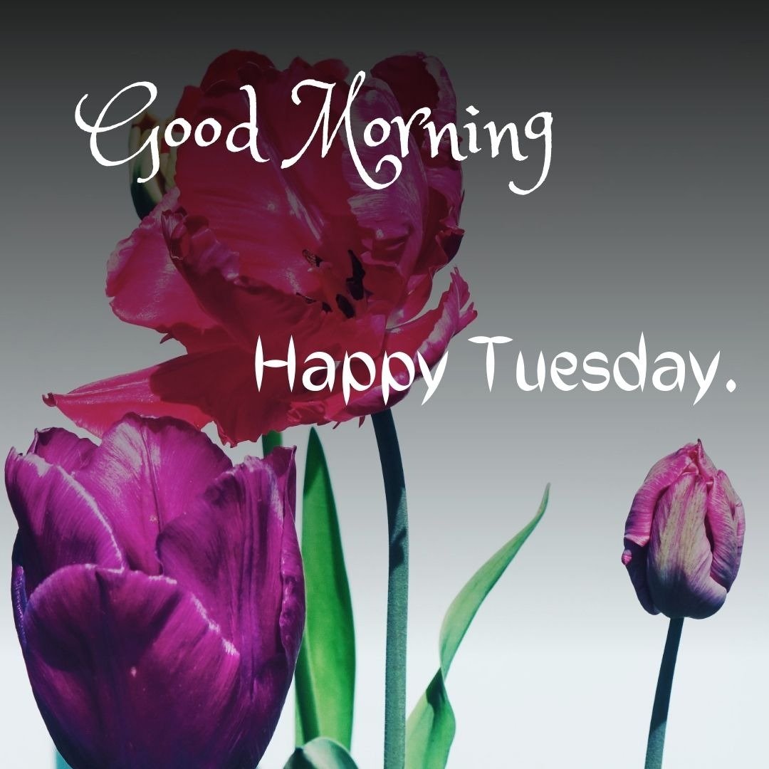 beautiful tuesday morning images beautiful tuesday morning images