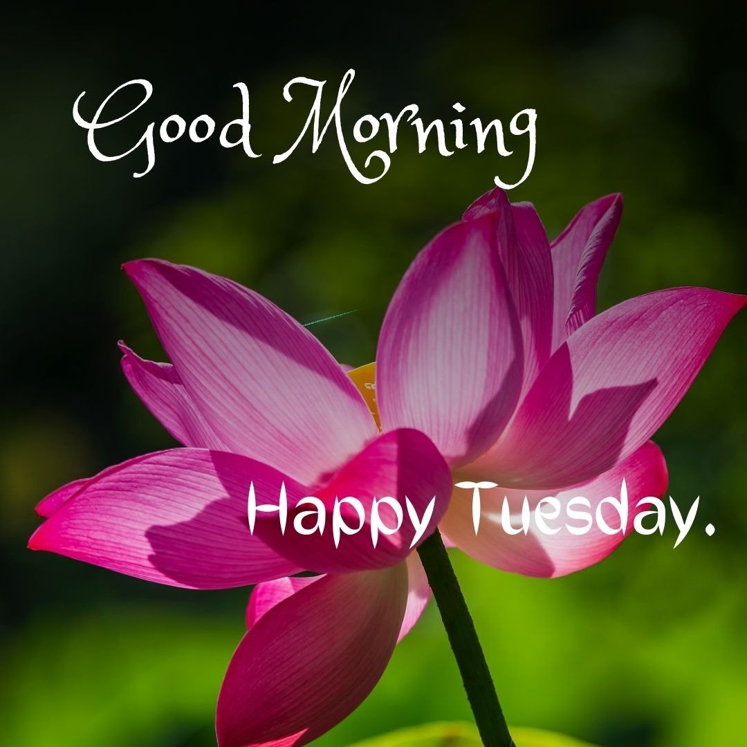 blessed tuesday morning pictures blessed tuesday morning pictures