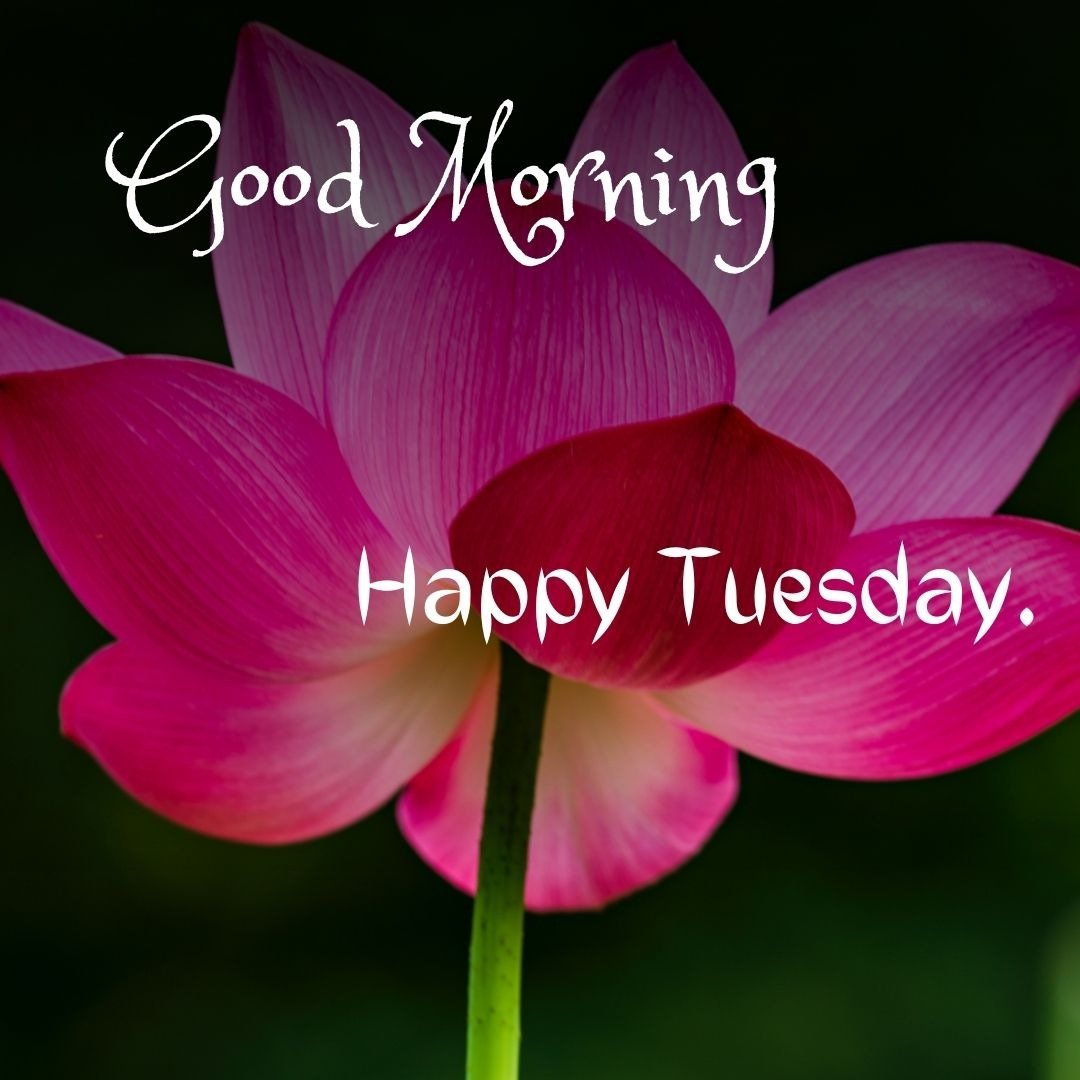 cute tuesday morning images cute tuesday morning images