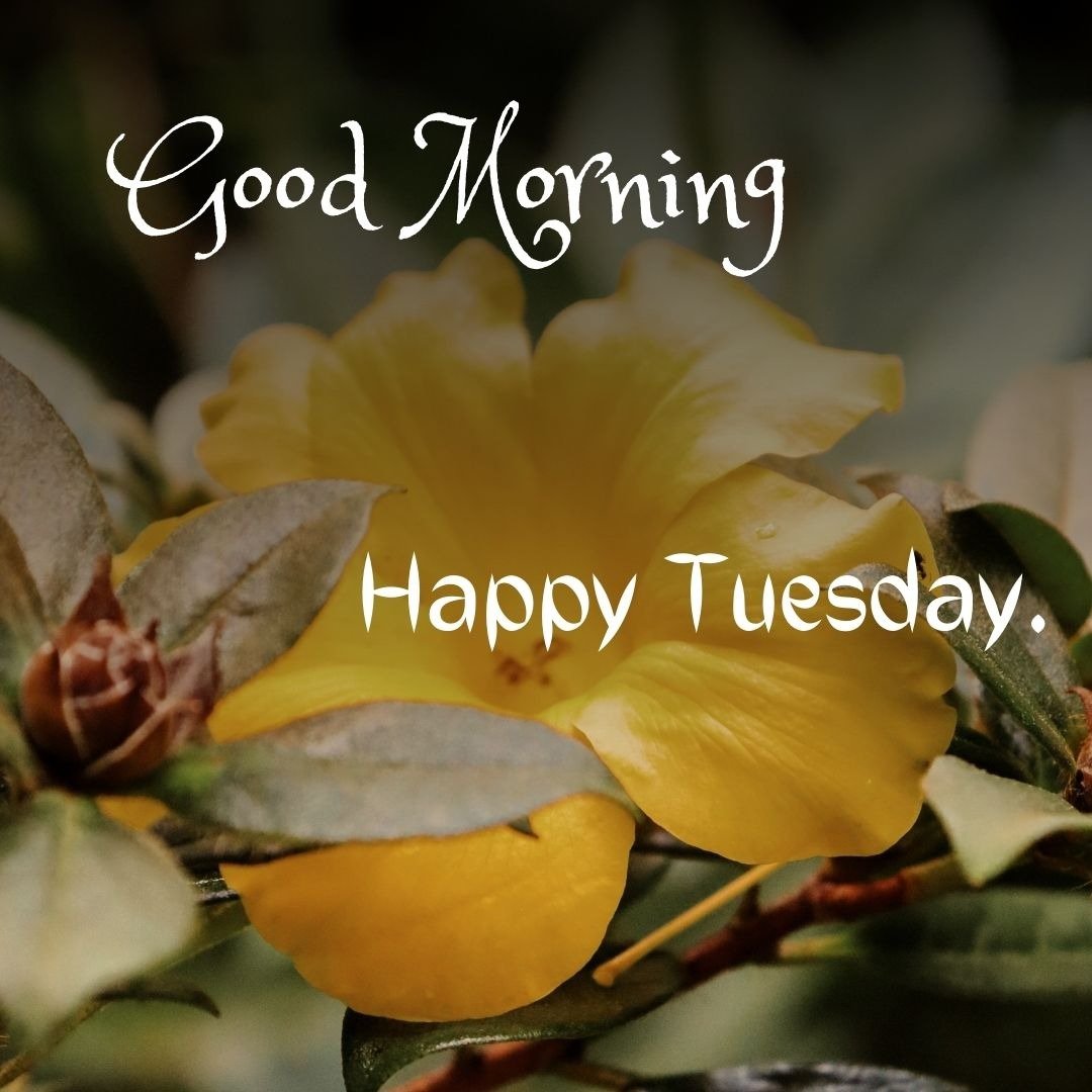 good morning happy tuesday images hd good morning happy tuesday images hd