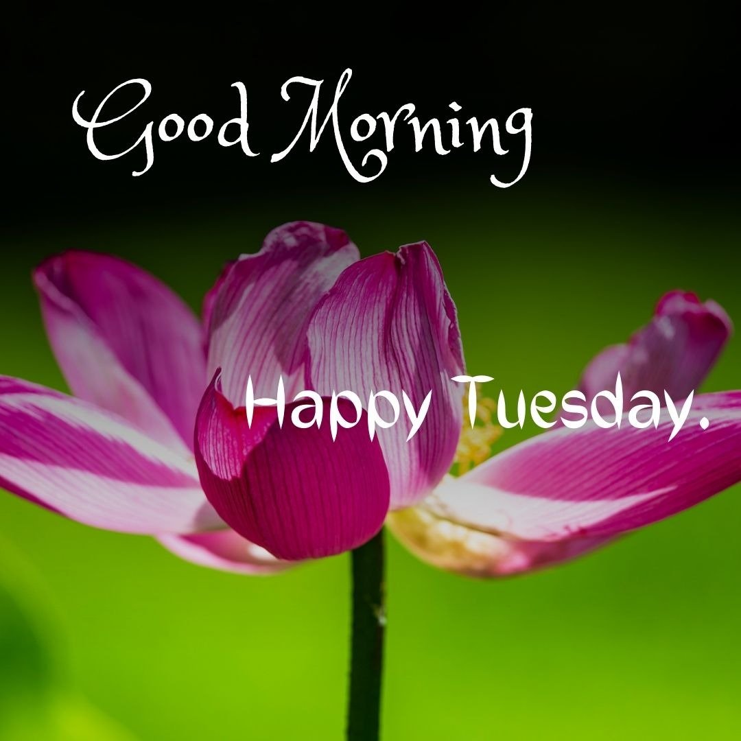 good morning tuesday greetings good morning tuesday greetings