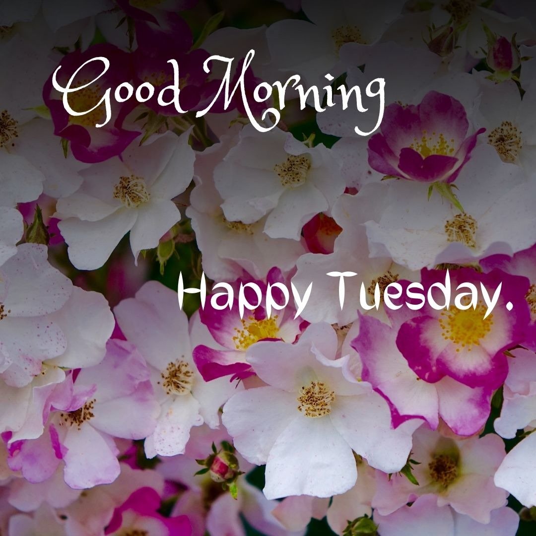 good morning tuesday hd images good morning tuesday hd images