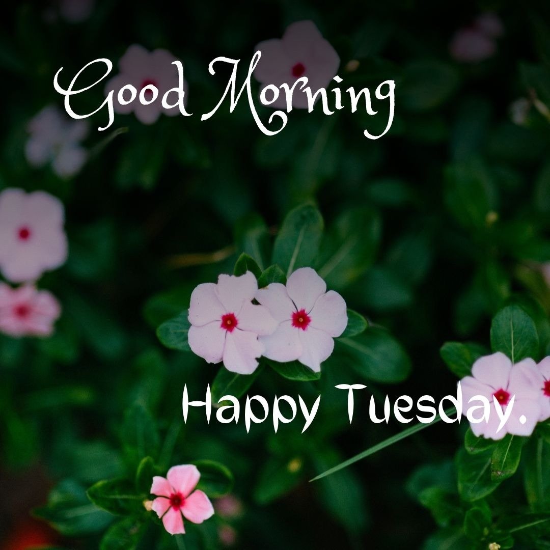 good morning tuesday images for whatsapp good morning tuesday images for whatsapp