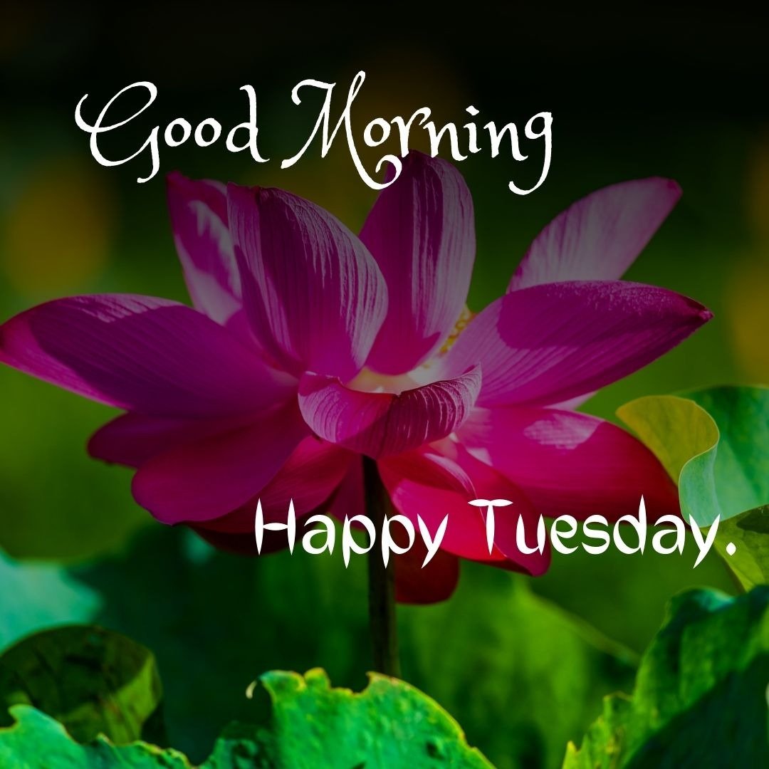 good morning tuesday wishes good morning tuesday wishes