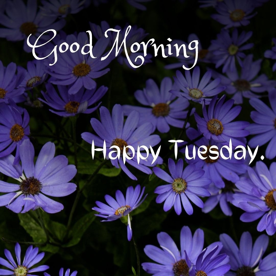 happy tuesday good morning images happy tuesday good morning images