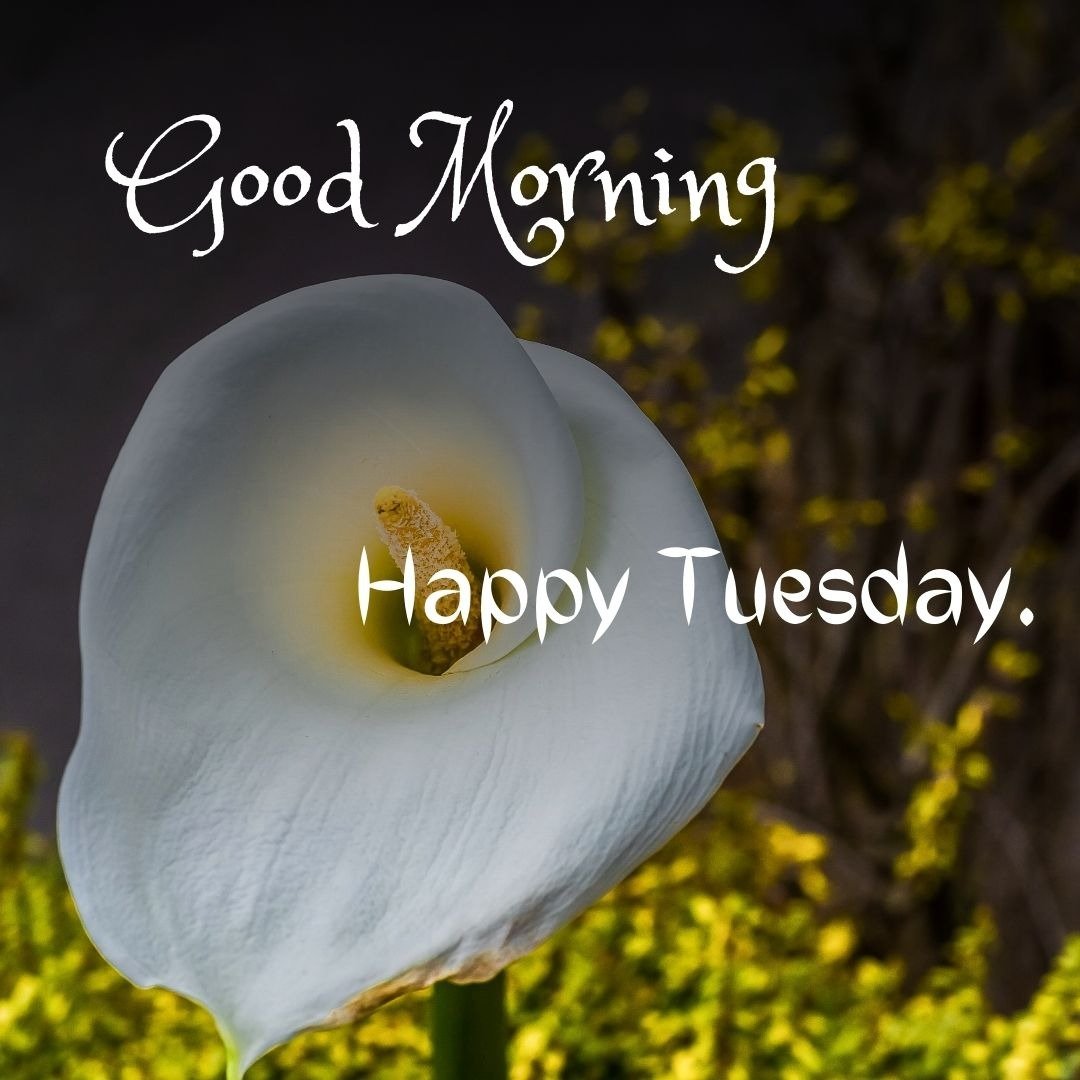lovely tuesday morning pictures lovely tuesday morning pictures