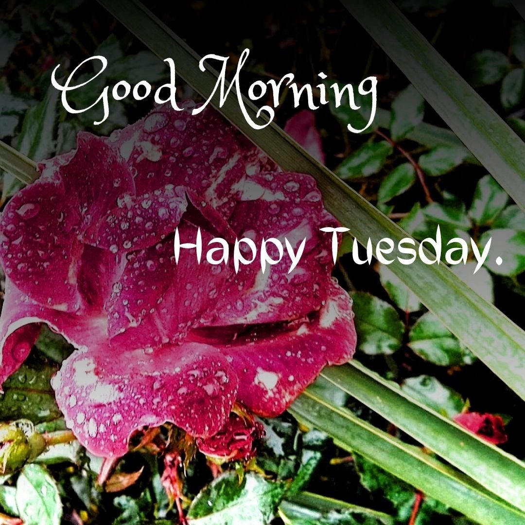 tuesday morning blessing tuesday morning blessing