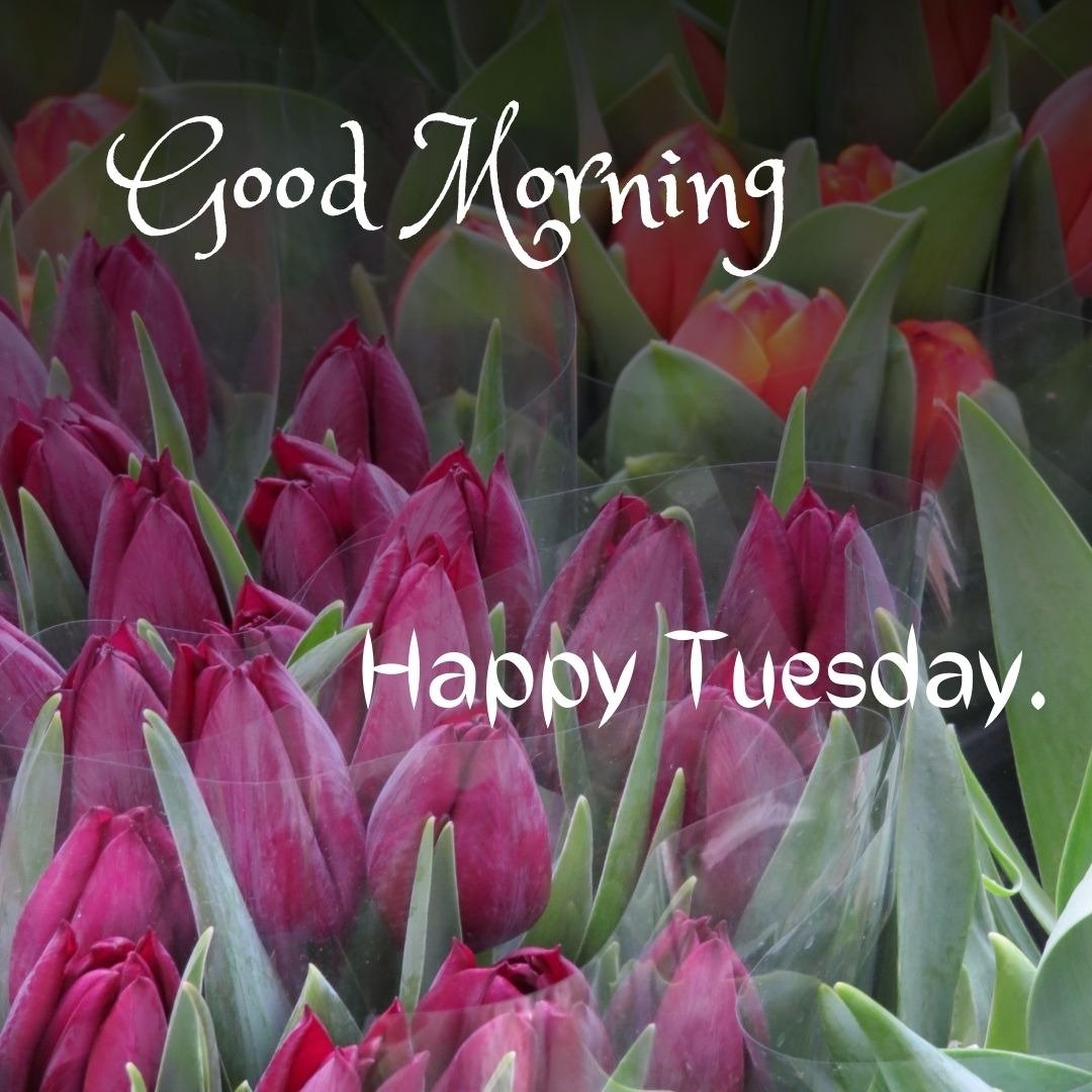 tuesday morning blessings tuesday morning blessings