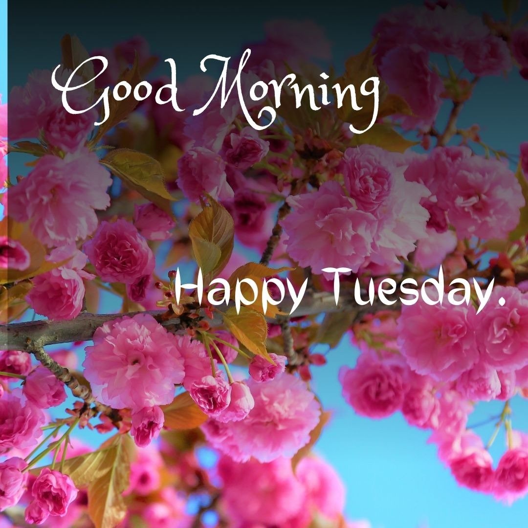 tuesday morning wallpapers tuesday morning wallpapers